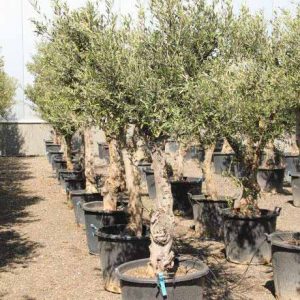 Olea Europaea-knorrig 70cm
