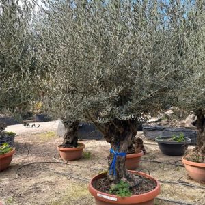 Olea Europaea-knorrig 70cm