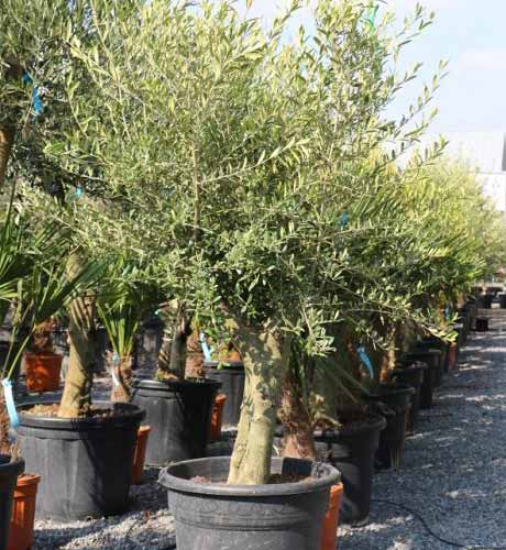 Olivenbaum - Olea europaea