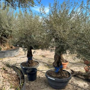 Olivenbaum - Olea europaea