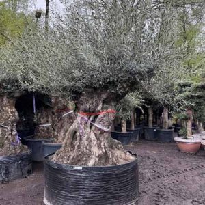 olivenbaum-bonsai