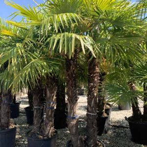 trachycarpus-fortunei-palme