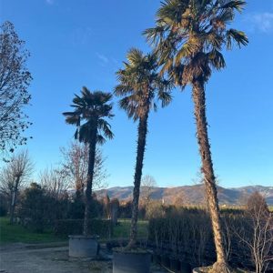 Chinesische Hanfpalme