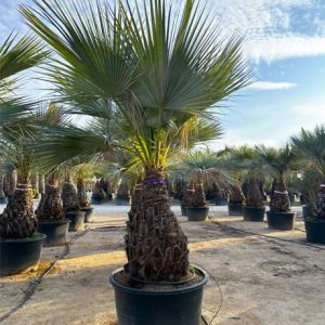 Trachycarpus fortunei