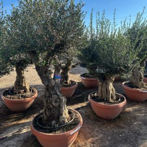 Olea Europaea-knorrig 100cm
