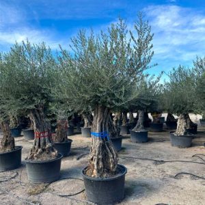Olea Europaea-knorrig 120cm
