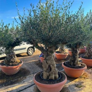 Olea Europaea-knorrig 140cm
